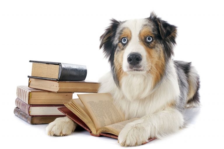 Foto: Ein Hund mit Büchern