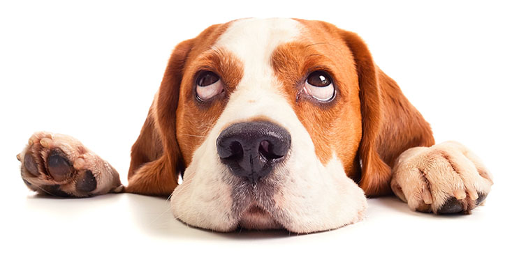 Foto: Ein Hund verdreht genervt die Augen